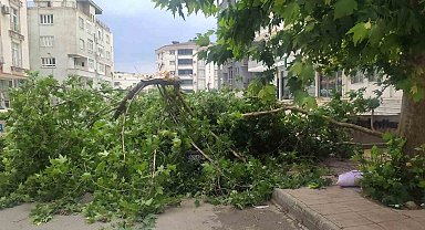 Batman'da şiddetli rüzgarın devirdiği ağaç park halindeki aracın üzerine düştü