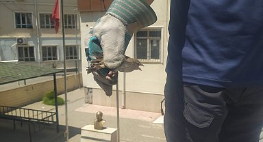 Batman'da tellere takılan kuşu itfaiye ekipleri kurtardı