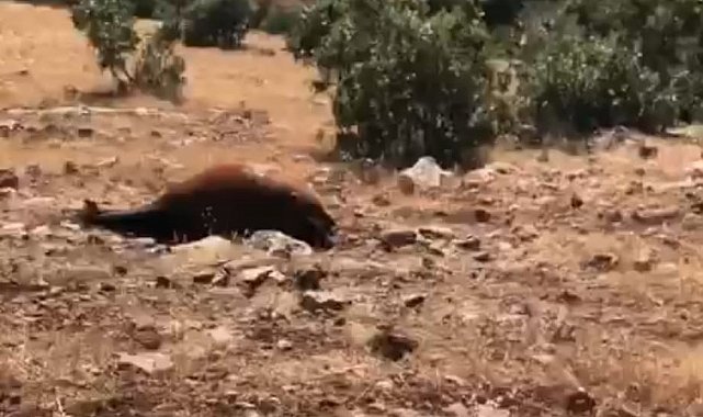 Batman'da Yabani Yılkı Atı Ölümleri 7'ye Yükseldi