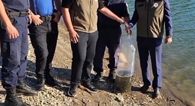 Bayat'daki gölet ve sulak alanlara 10 bin sazan balığı yavrusu bırakıldı
