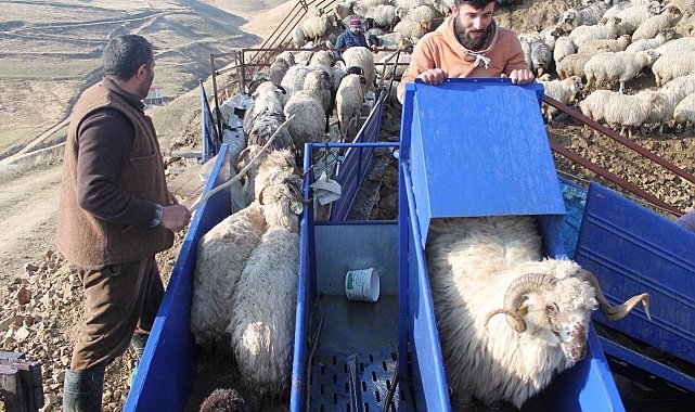 Bayburt'ta küçükbaş hayvanlar mobil koyun yıkama makineleriyle yıkanarak ilaçlanıyor