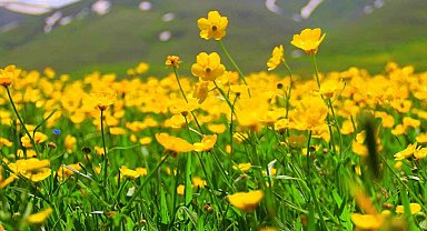 Bayburt'ta sarıçiçekler görenleri cezbediyor