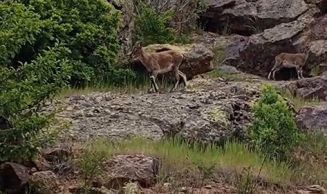 Bayburtlu vatandaşın dağ keçileriyle imtihanı: "Aşağı inmeyin, düşersiniz. Haydi gidin, buralarda fazla dolanmayın"