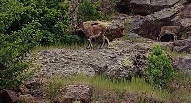 Bayburtlu vatandaşın dağ keçileriyle imtihanı: "Aşağı inmeyin, düşersiniz. Haydi gidin, buralarda fazla dolanmayın"