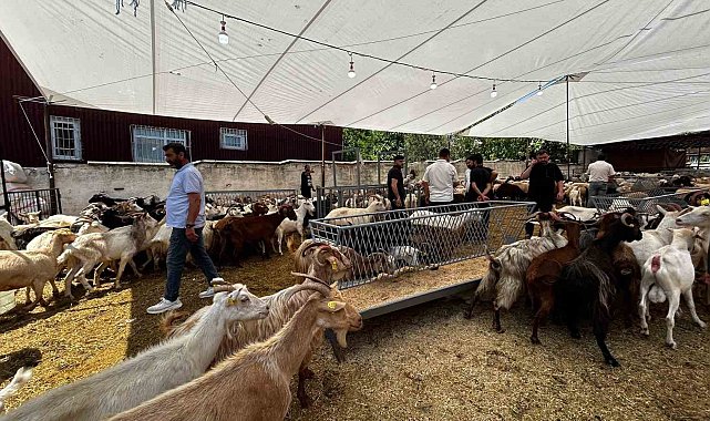 Bayrama sayılı günler kala, kurban satış yerlerinde pazarlıklar devam ediyor