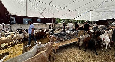 Bayrama sayılı günler kala, kurban satış yerlerinde pazarlıklar devam ediyor