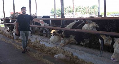 Besicinin ceylan gibi koşuyorlar dediği 300 bin TL değerindeki 3 angus sevkiyat esnasında kaçarak sırra kadem bastılar