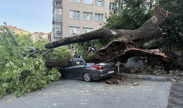 Beşiktaş'ta devrilen ağaç 3 araca hasar verdi
