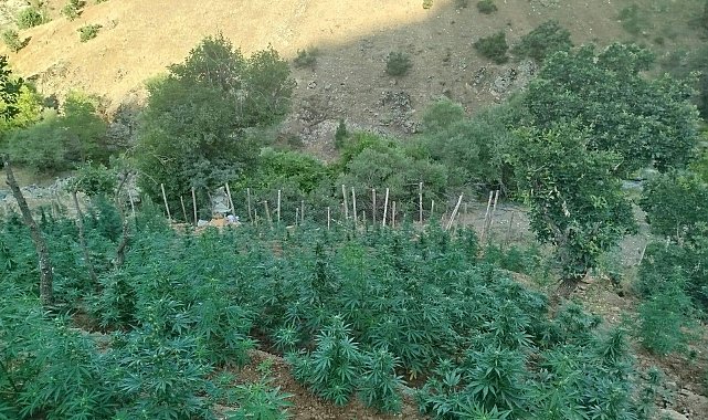 Bingöl'de 15 bin kök kenevir ele geçirildi