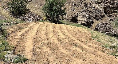 Bingöl'de 2 bin 900 kök kenevir ele geçirildi