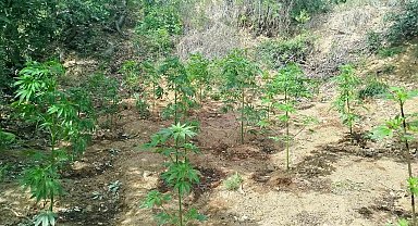 Bingöl'de 228 kök kenevir ele geçirildi