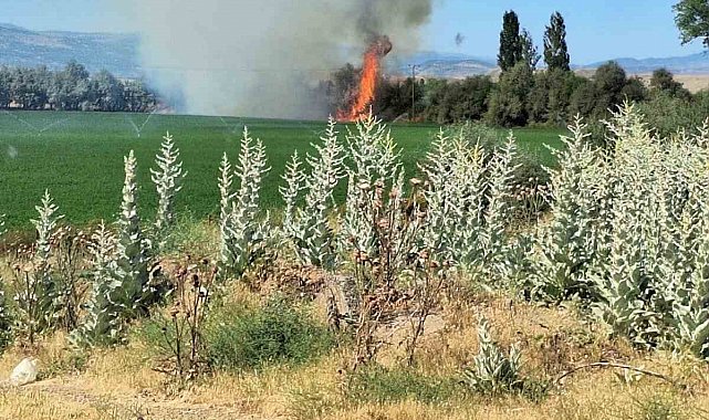Bingöl'de ağaçlık alanda korkutan yangın