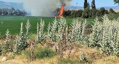 Bingöl'de ağaçlık alanda korkutan yangın