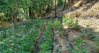 Bingöl'de uyuşturucu operasyonu