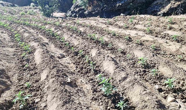 Bingöl'de uyuşturucu üretimine geçit yok