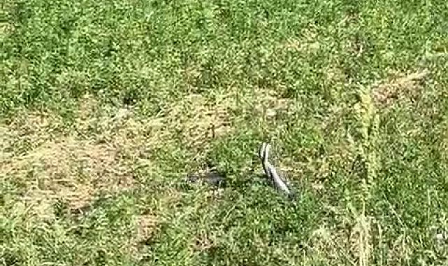 Bingöl'de yılanların dansı kamerada