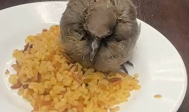 Bitkin düşen kuşu esnaf yemek ve suyla besledi