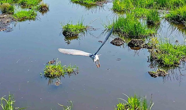 Bitlis'in sulak alanları kuş cennetini andırıyor