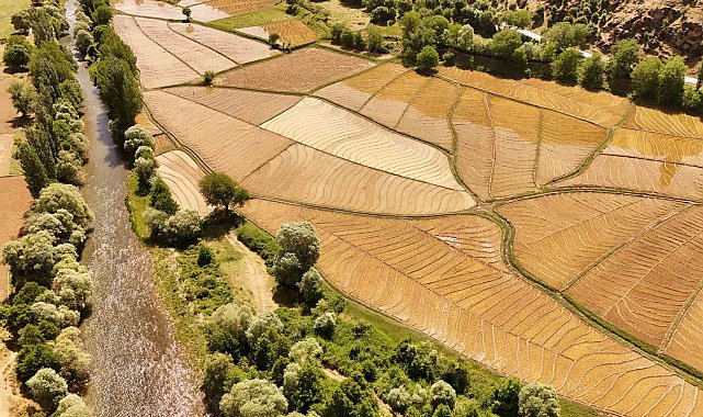 Bitlis'te yüz yıllardır imece usulü çeltik ekimi yapılıyor