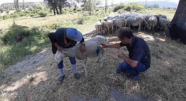 Bolu'da başıboş köpekler sürüye saldırdı: "Köpeklerle bizim başımız belada"