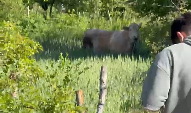 Bolu'da kurbanlık dana tarlaya kaçtı, köylüler seferber oldu