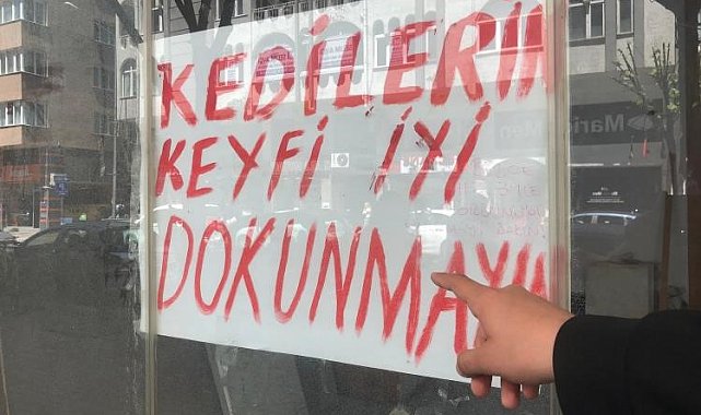 Boş dükkanda bulunan kediler ilginç bir tartışmaya yol açtı