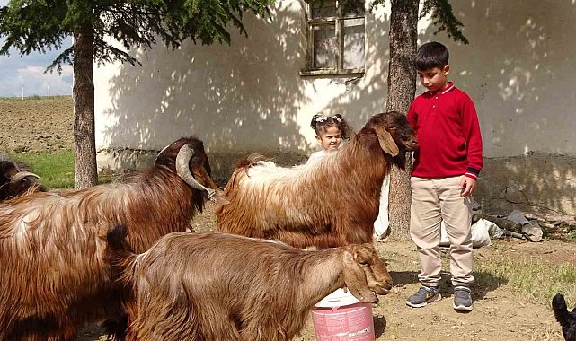 Boş vakitlerinde çobanlık yapan 11 yaşındaki Emir Ali Dişlioğlu, bursluluk sınavından 500 tam puan aldı