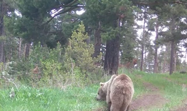 Bozayı ormanda ot yerken görüntülendi
