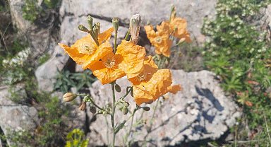 Bozkır'ın yüksek rakımlı yaylalarındaki bitki florası araştırıldı