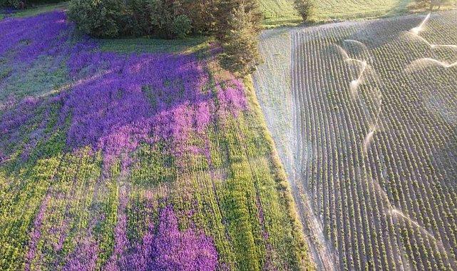 Buğday tarlası çiçek bahçesine döndü: "Yoldan geçenler merak edip fotoğraf çekiyorlar"