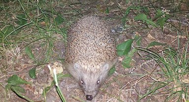 Buldan'da oklu kirpi kameralara yakalandı