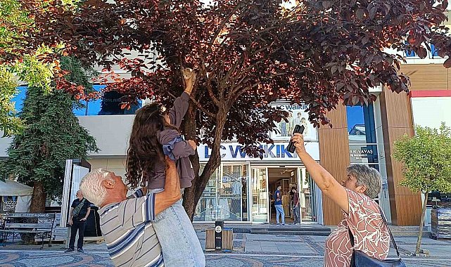 Bulgaristanlı minik kızdan örnek davranış: Ağaçta mahsur kalan kediyi, dedesiyle birlikte kurtardı