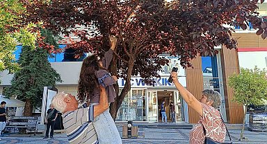 Bulgaristanlı minik kızdan örnek davranış: Ağaçta mahsur kalan kediyi, dedesiyle birlikte kurtardı