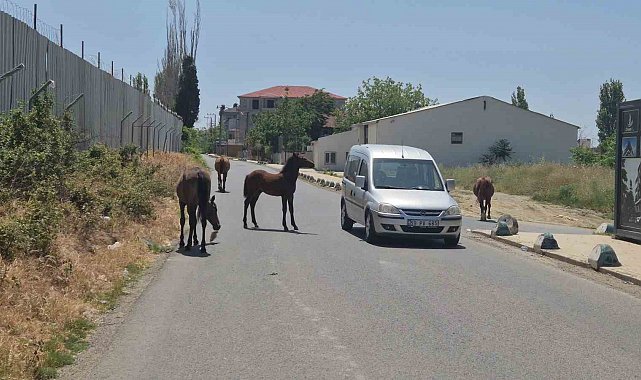 Bunlar da sokak atları: Sürücülere zorluk çıkardılar