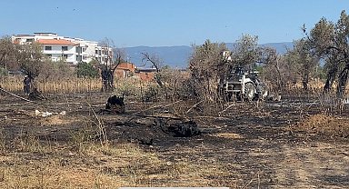 Burhaniye'de çıkan yangında çok sayıda zeytin ağacı kül oldu