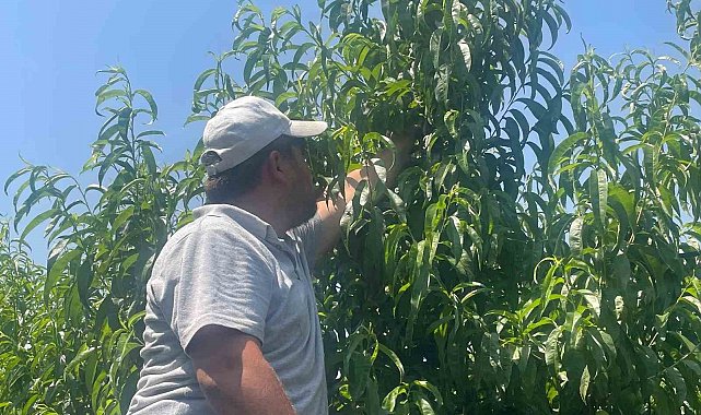 Bursa şeftalisi sezona dalında 50 lirayla başladı