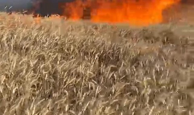 Bursa'da buğday tarlası alev alev yandı