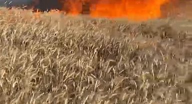 Bursa'da buğday tarlası alev alev yandı
