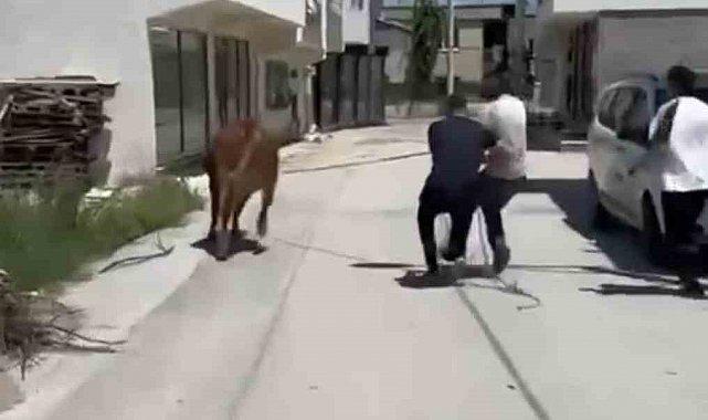 Bursa'da dana ipi kopardı, şehirde mini maraton başladı