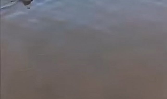 Bursa'da karaya vuran yunus kurtarıldı