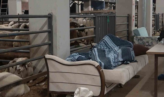 Bursa'da koyunlarla 'koyun koyuna' nöbet