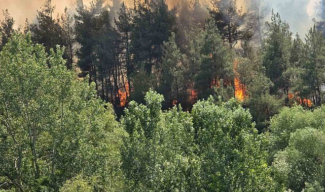 Bursa'da ormanlık alanda yangın: Ekipler müdahale ediyor