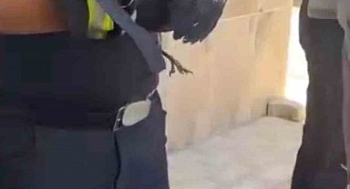 Bursa'da yürekleri ısıtan kurtarma Yavru karga ağaca sıkıştı, çaresizce bekledi