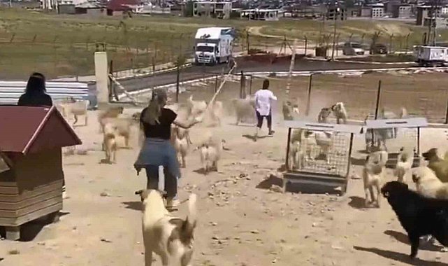 Büyükşehir Belediyesi bünyesinde faaliyet gösteren hayvan barınağında dehşete düşüren görüntüler