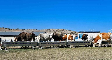 Büyükşehir'den hayvancılığa destek başvurularında dijital kolaylık: su desteği başvuruları artık online