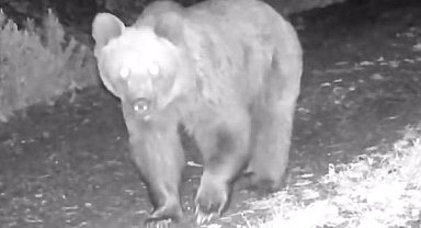 Çankırı'da ayı, yaralı kurt ve domuz sürüsü fotokapanda