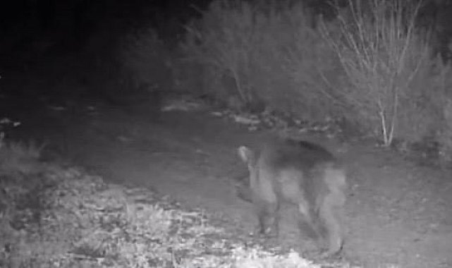 Çankırı'da yaban hayatı kamerada