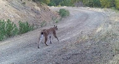 Çankırı'da yaban hayatı kamerada