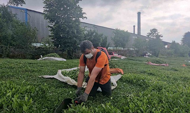 Çay fabrikasının bacasından çıkan kömür tozları çay bahçelerine yağıyor
