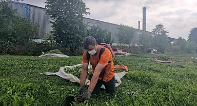 Çay fabrikasının bacasından çıkan kömür tozları çay bahçelerine yağıyor